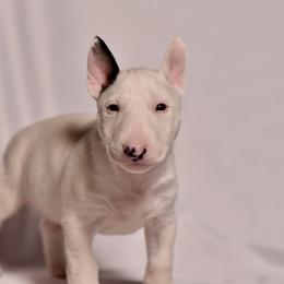 Single Shot - White and brindle male Miniature Bull Terrier puppy in Leander, Texas from Romp N' Run Ranch