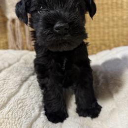 Brock's Miniature Schnauzer - Black male Miniature Schnauzer puppy in Greensburg, Louisiana from Brock’s  Miniature Schnauzers