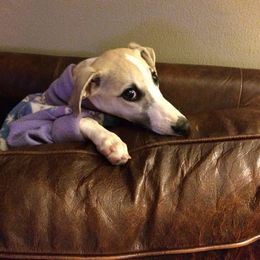 Whippet Puppies from Laurel-Highmoor Whippets