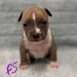 Girl 5 - Blue brindle female American Pit Bull Terrier puppy in Nine Mile Falls, Washington from Bartin Kennels