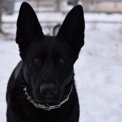 Karma - German Shepherd