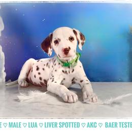Bruce (LUA Liver Shortcoat) - White and liver brown male Dalmatian puppy in Salem, Missouri from Paradise Spots Dalmatians