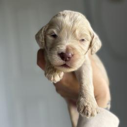 Milky Way - Cream male Goldendoodle puppy in Waterford, California from Alvdoodles