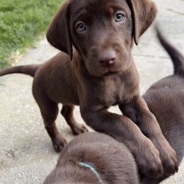 Labrador Retriever Puppies from Northrop Farm
