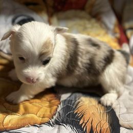 Janie - White and fawn female Pembroke Welsh Corgi puppy in Lima, New York from Hickory Springs Corgis