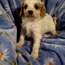 Leonardo - Blenheim male Cavapoo puppy in Wentworth, Missouri from Newton County Cavaliers LLC