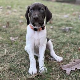 Jinks - Orange Collar - Liver and white male German Shorthaired Pointer puppy in Conroe, Texas from Tipsy Rabbit GSP TopDog Kennel