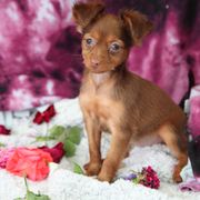Venus - Red and brown female Russian Toy puppy in Horseshoe Bend, Idaho from Nesting Dolls