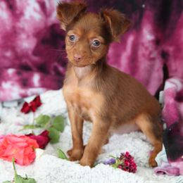 Venus - Red and brown female Russian Toy puppy in Horseshoe Bend, Idaho from Nesting Dolls