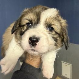 Diamond - White Collar Female - Sable female Pembroke Welsh Corgi puppy in Victoria, Texas from Clear Creek Corgis