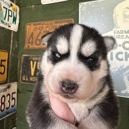 Cade - Black and white male Siberian Husky puppy in Burnsville, North Carolina from Peterson Puppies