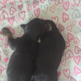 Yorkshire Terrier Puppies from Empress Kiss Yorkies