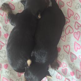 Yorkshire Terrier Puppies from Empress Kiss Yorkies
