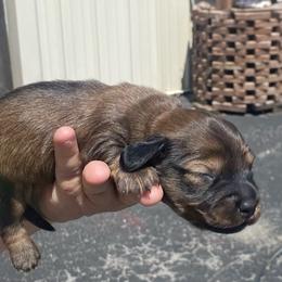Fifi - Piebald female Dachshund puppy in Elizabethtown, Kentucky from Teeny Tiny Puppy Tails