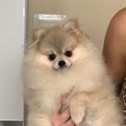 Pomeranians from Royal Palace