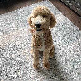 Goldendoodle All Grown Up from Veteran Goldendoodles