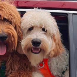 Australian Labradoodles from Hills West Labradoodles