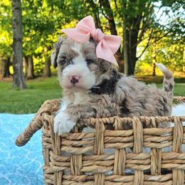 Lavender - Chocolate merle female Bernedoodle puppy in Russell Springs, Kentucky from 270 Doodles