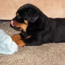 Rottweiler Puppies from VhDoggMeier Rottweilers