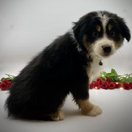 Lady - Black tri female Miniature Australian Shepherd puppy in Liberty, South Carolina from Alexander Canines