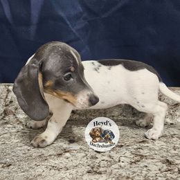 Minnie - Blue and tan female Dachshund puppy in Hoquiam, Washington from Heyd's Mini Dachshunds