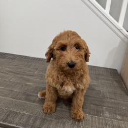 Light pink - Apricot female Goldendoodle puppy in Bakersfield, California from Lavish Doodles