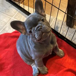 French Bulldog Puppies from French Bulldogs by Piper