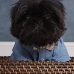 Louis - Shih Tzu