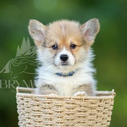Blue Collar - Red male Pembroke Welsh Corgi puppy in Terrell, Texas from Brynwood Pembroke Welsh Corgis