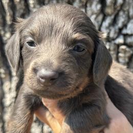River - Blue and tan male Dachshund puppy in Bentonville, Arkansas from Boujee Buns Dachshunds