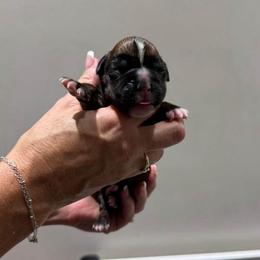 Puppy 2 - Fawn male Boxer puppy in Jamesville, New York from Reynolds Homestead Boxers
