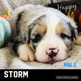 Miniature Australian Shepherd Puppies from Barnyard Aussies