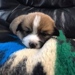 Pembroke Welsh Corgi Puppies from Winterflower Corgis