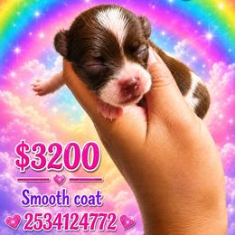 Brittany - Chocolate and white female Chihuahua puppy in Parkland, Washington from Cascades Cuties