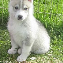 Schipperke and Siberian Husky Puppies from Yuki Ookami Show Kennel