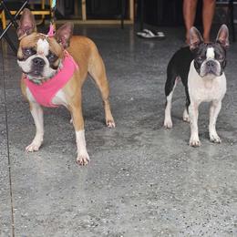 Boston Terrier Puppies from Christy's Boston Butts