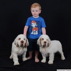 Clumber Spaniel and Irish Red and White Setter Puppies from NyaStar & Chequamegon