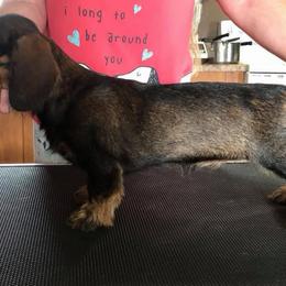 Hiedi - Dachshund