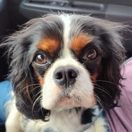Maggie - Cavalier King Charles Spaniel