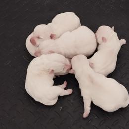 Kira - White female West Highland White Terrier puppy in Murrieta, California from San Diego Westies