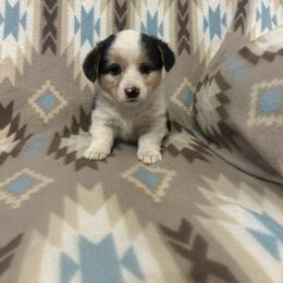 Sapphire - White and black female Pembroke Welsh Corgi puppy in Maupin, Oregon from Bailey Nannini