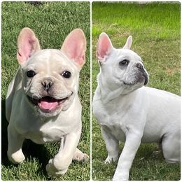 French Bulldog All Grown Up from BlackMoon Frenchies
