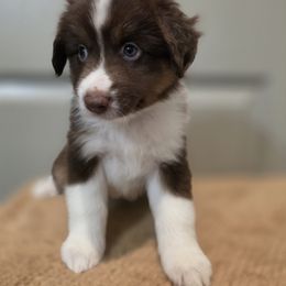 Black - Red tri-color female Miniature American Shepherd puppy in Statesboro, Georgia from Azure Miniature American Shepherds