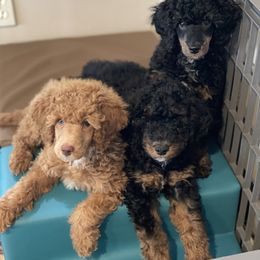 Poodle Puppies from Grandy’s Pretty Poodles