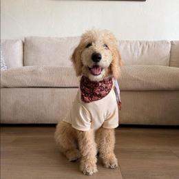 Bud (purple collar) - Cream male Double Doodle puppy in Oceanside, California from Strong Mountain Doodles