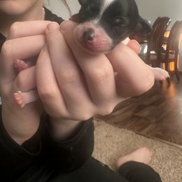 Papillon Puppies from Wendy’s Wings