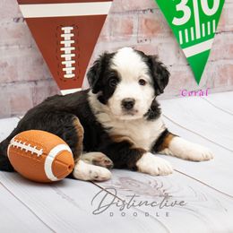 Coral - Black tri-color female Aussiedoodle puppy in Kennesaw, Georgia from Distinctive Doodle