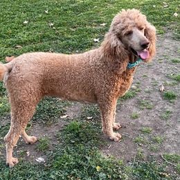 Labradoodle and Poodle All Grown Up from Lucky Stars Ranch