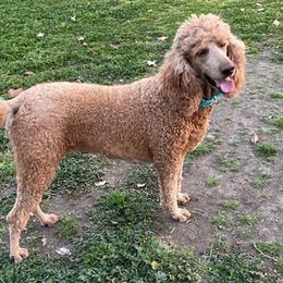 Labradoodle and Poodle All Grown Up from Lucky Stars Ranch