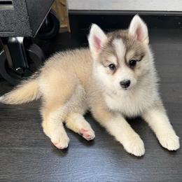 Cupcake - Silver and white female Pomsky puppy in La Verne, California from Red Cedar Pomskies